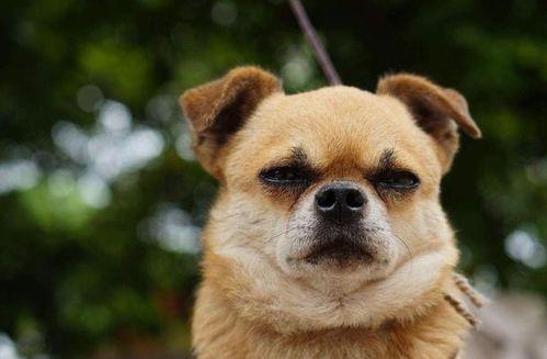 娱乐吃瓜酱狗走丢,狗狗走丢,网友助力寻回温馨故事